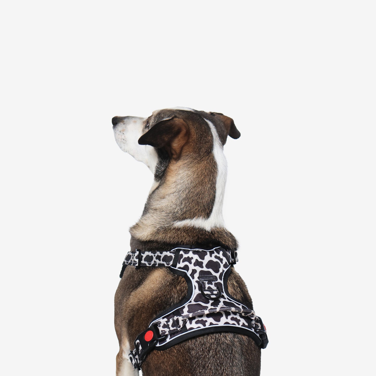 Moo-ve Over Reflective Dog Harness
