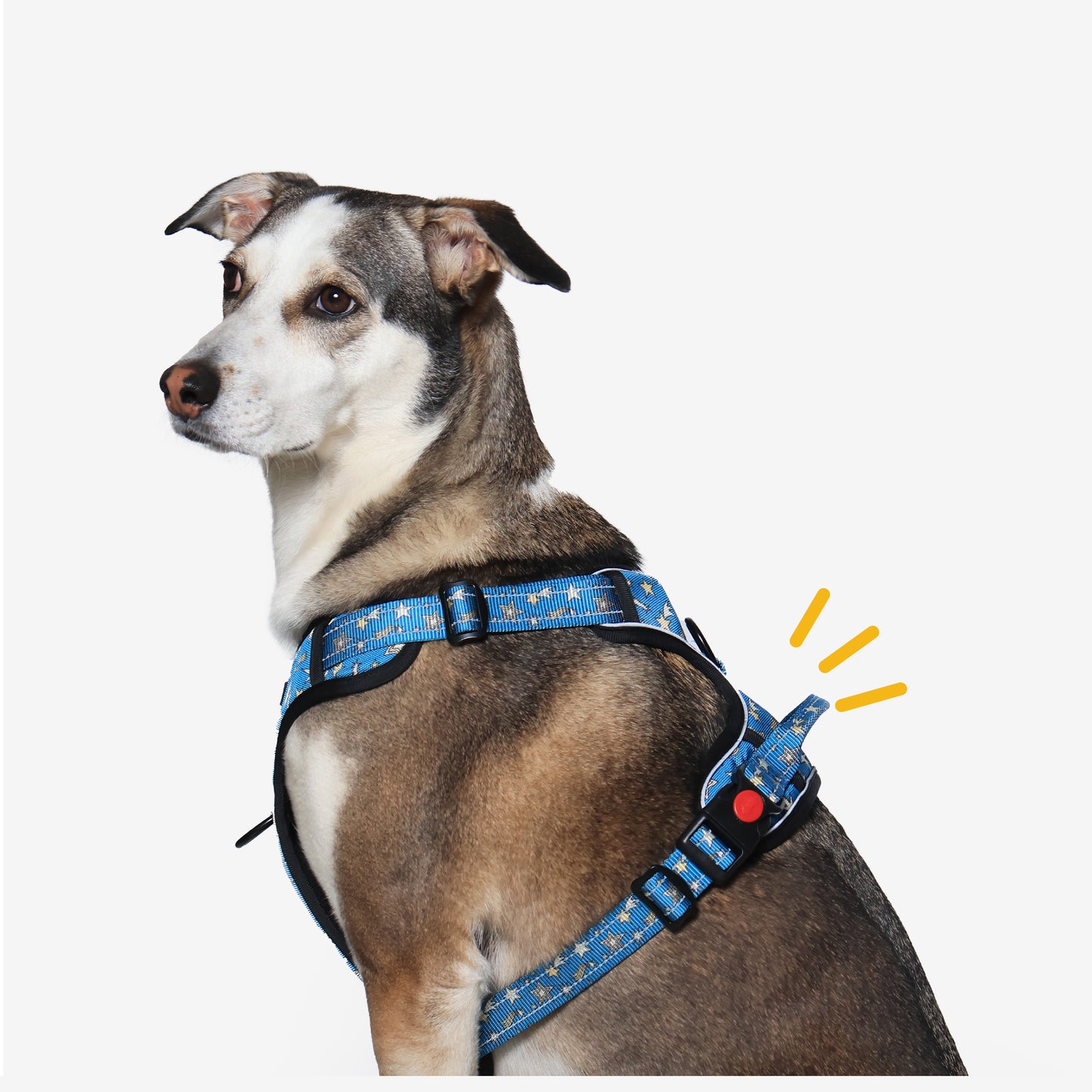 Nebula Nights Reflective Dog Harness