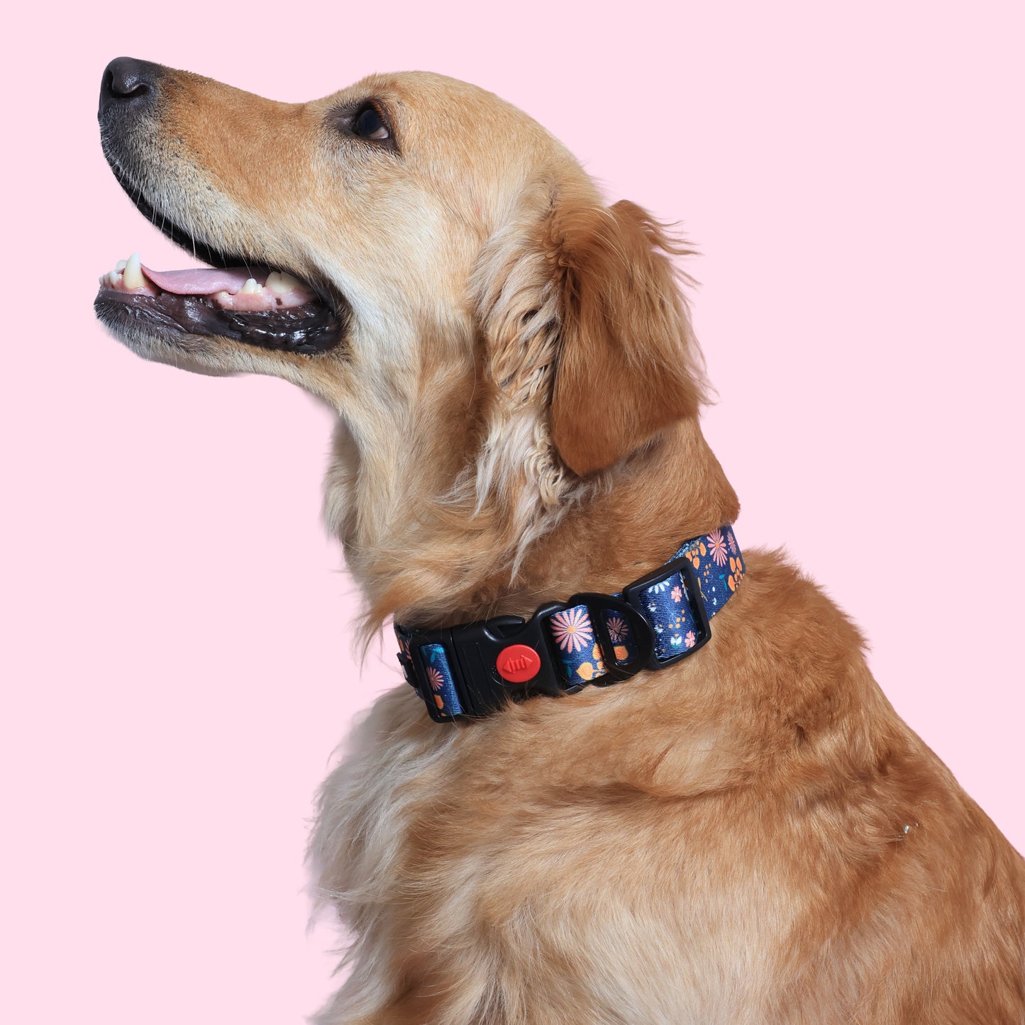 Fern & Fur Dog Collar