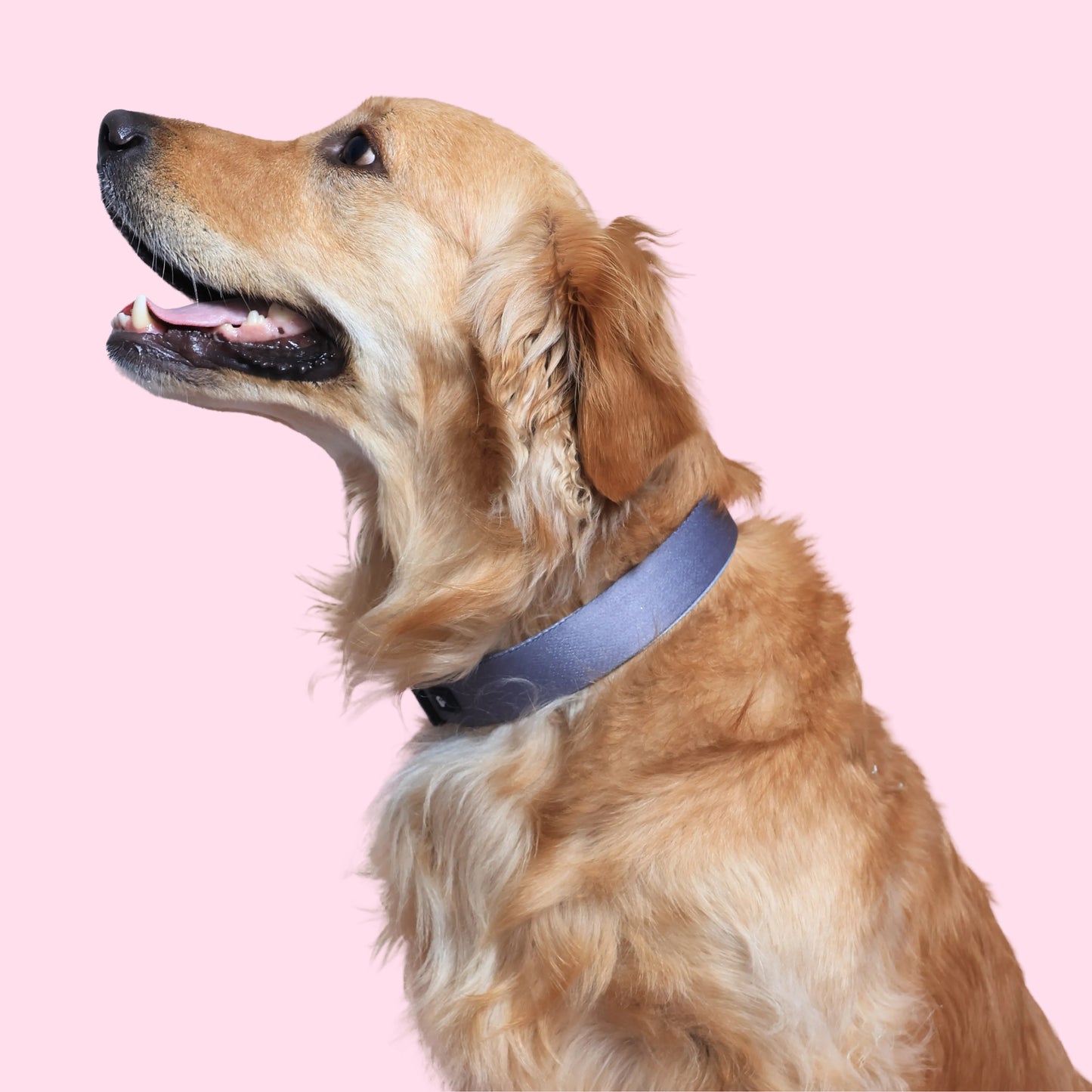 Midnight Hound Dog Collar