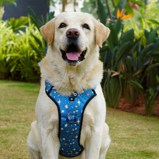 Nebula Nights Reflective Dog Harness