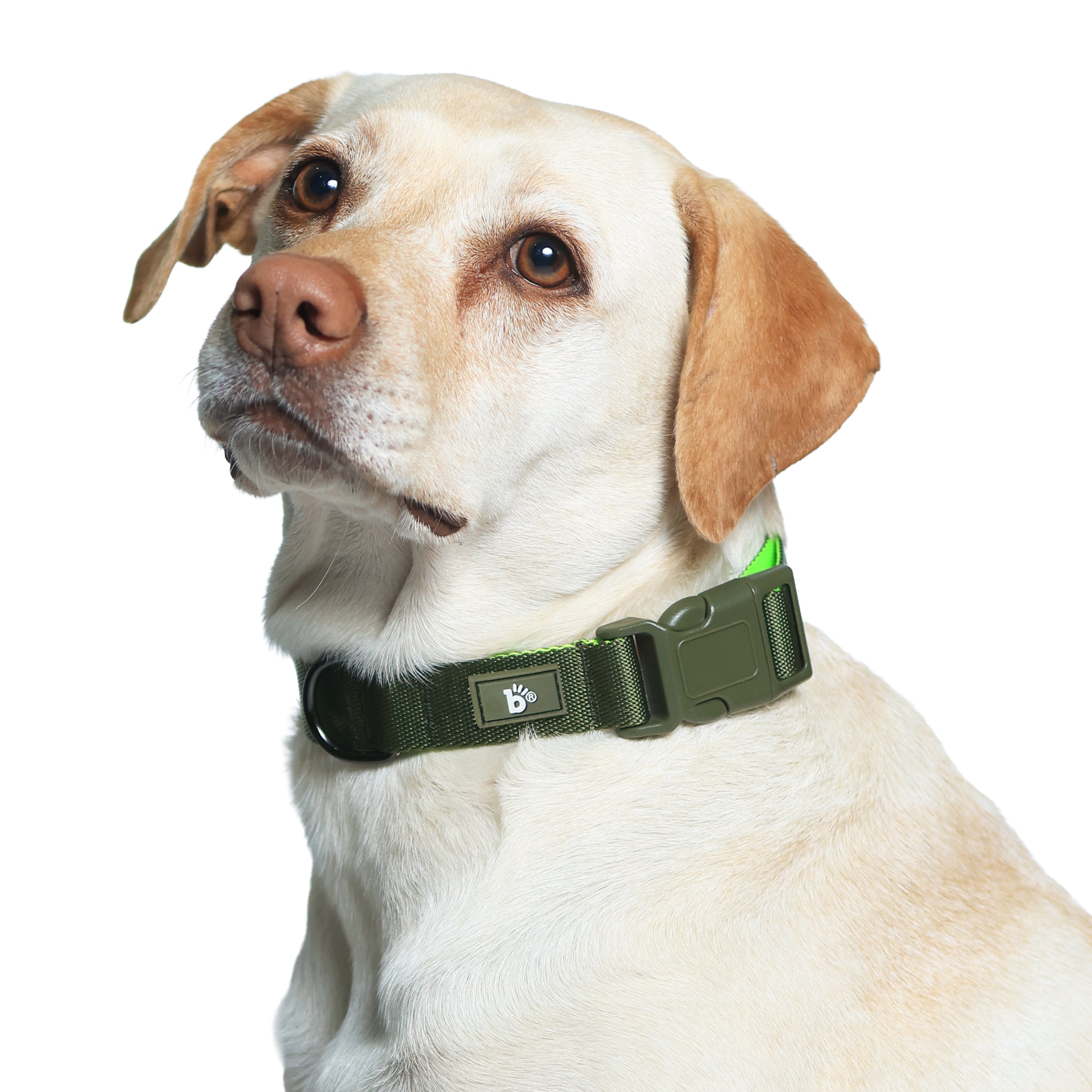 Olive Atlas Dog Collar
 – Bark Baskets