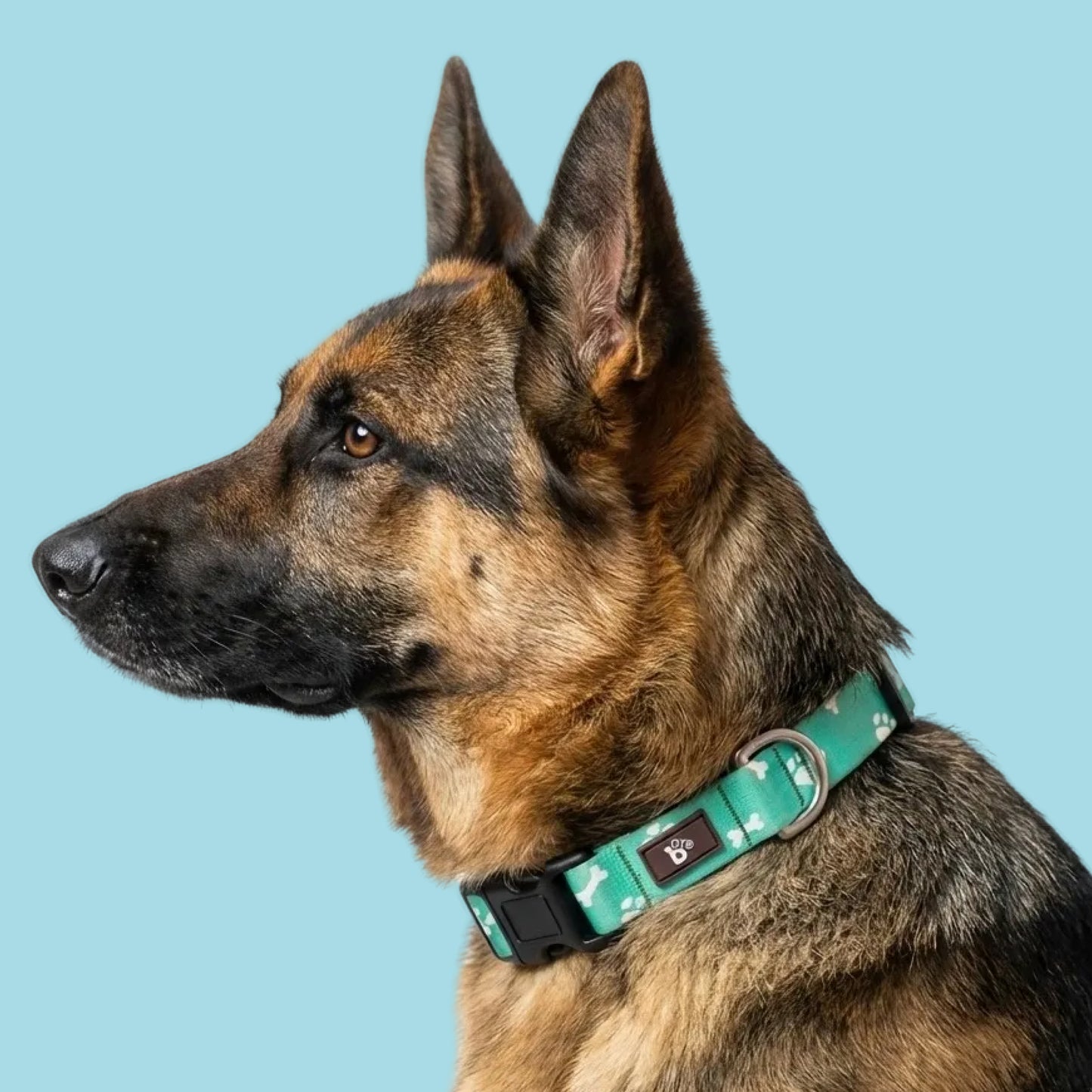 Paws & Bones Dog Collar