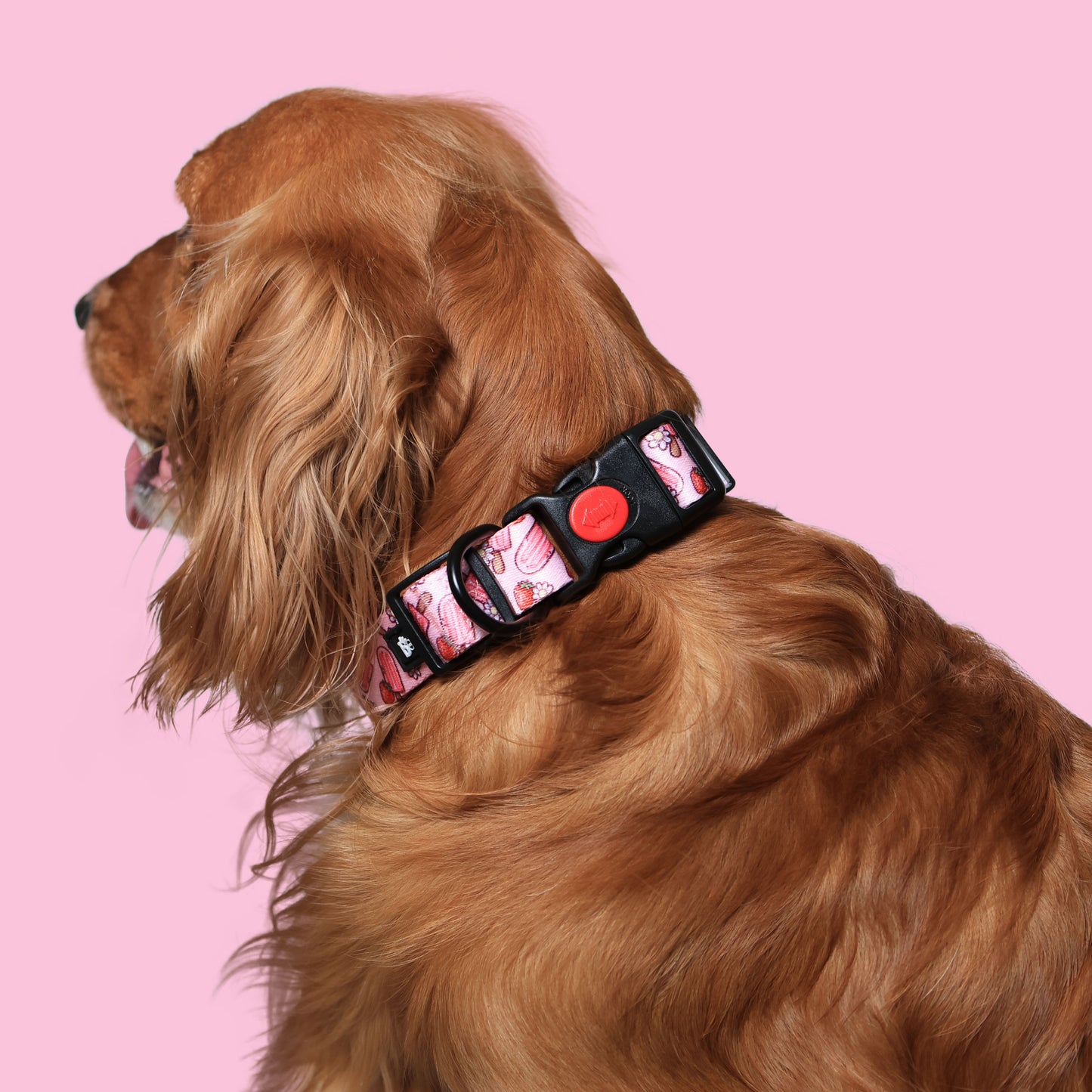 Pupcicle Party Adjustable Dog Collar