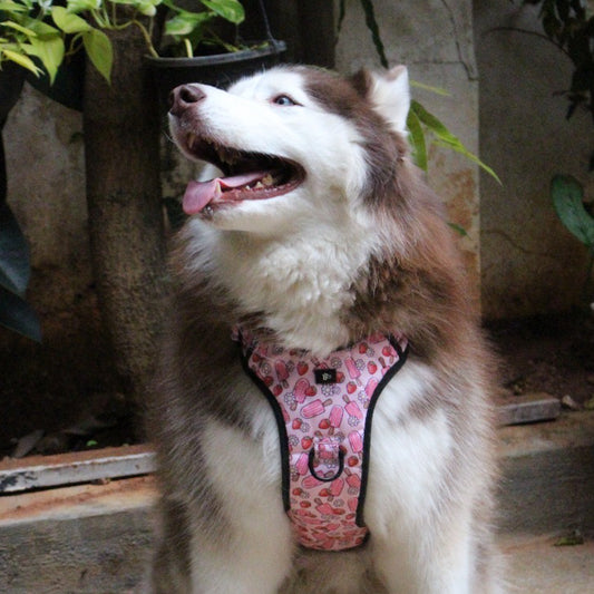 Pupcicle Party Reflective Dog Harness