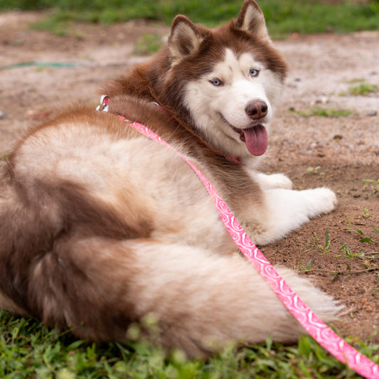 Puppy Blush Flat Dog Leash