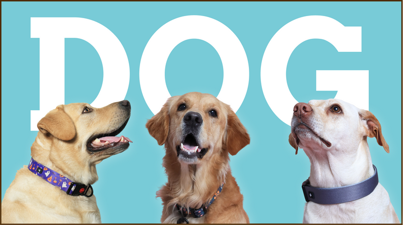 Dogs