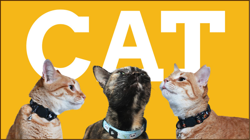 Cats
