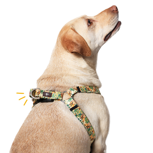 Dune Drifter Step-In Harness
