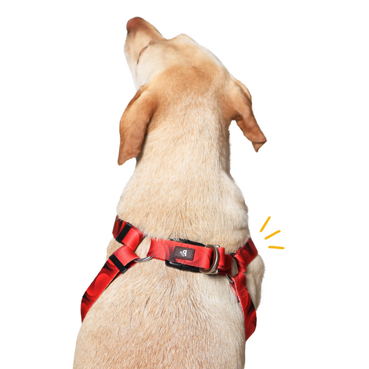 Red Rover Step-In Harness