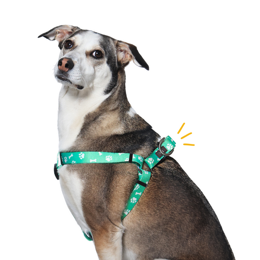 Paws & Bones Step-In Harness