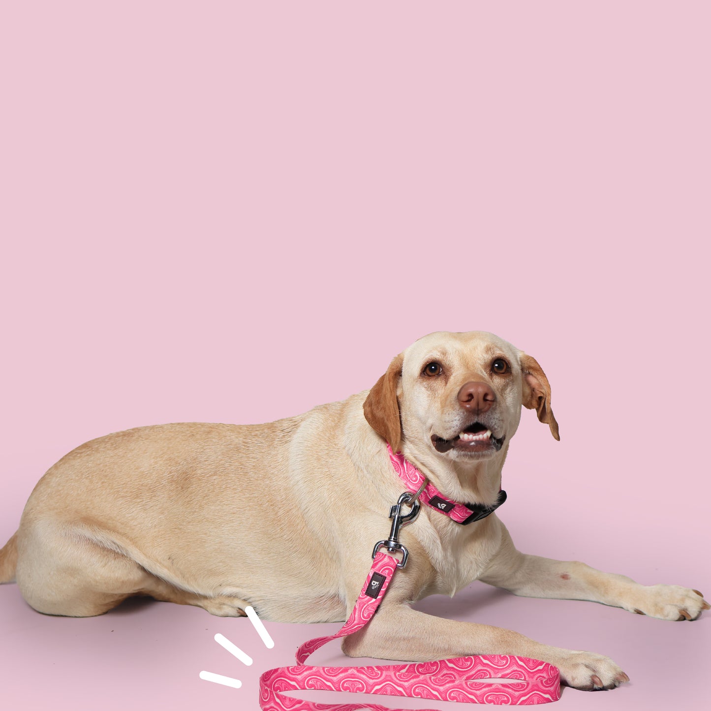 Puppy Blush Flat Dog Leash