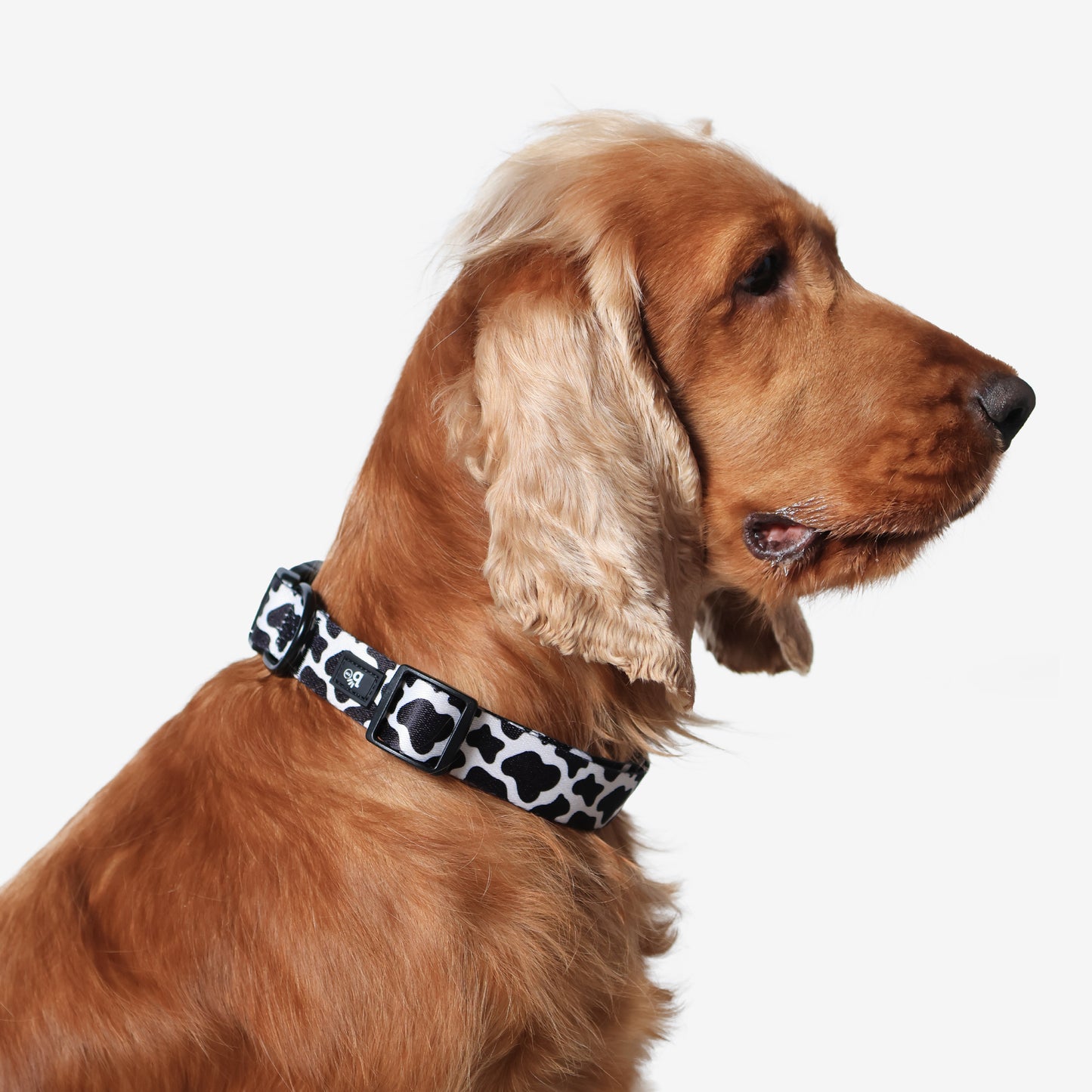 Moo-ve Over Adjustable Dog Collar