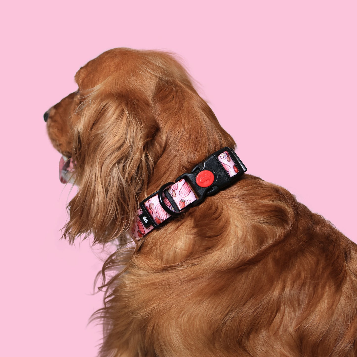 Pupcicle Party Adjustable Dog Collar
