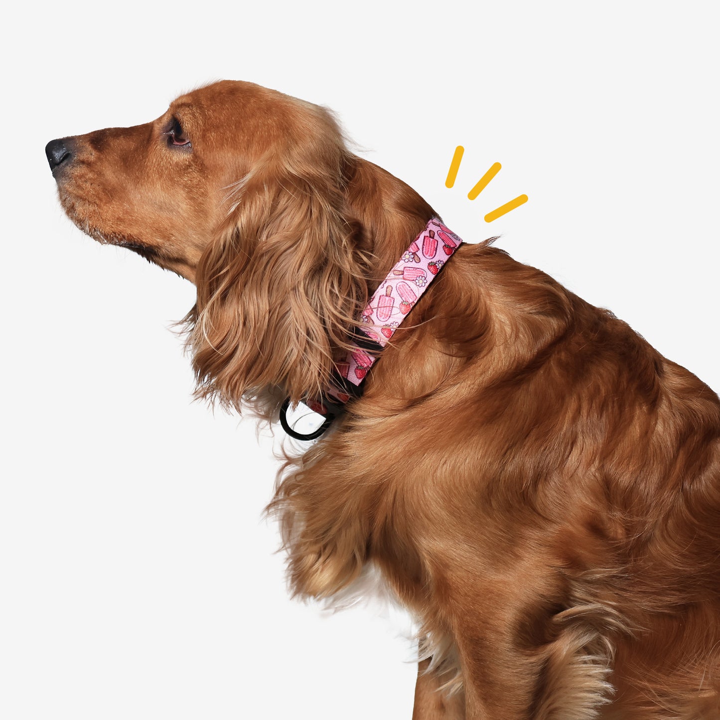 Pupcicle Party Adjustable Dog Collar