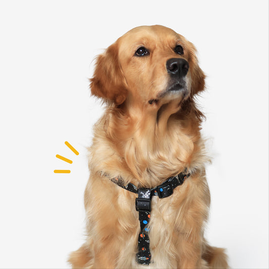 Cosmic Canine Step-In Harness
