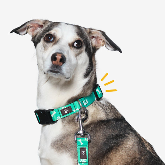 Paws & Bones Dog Collar