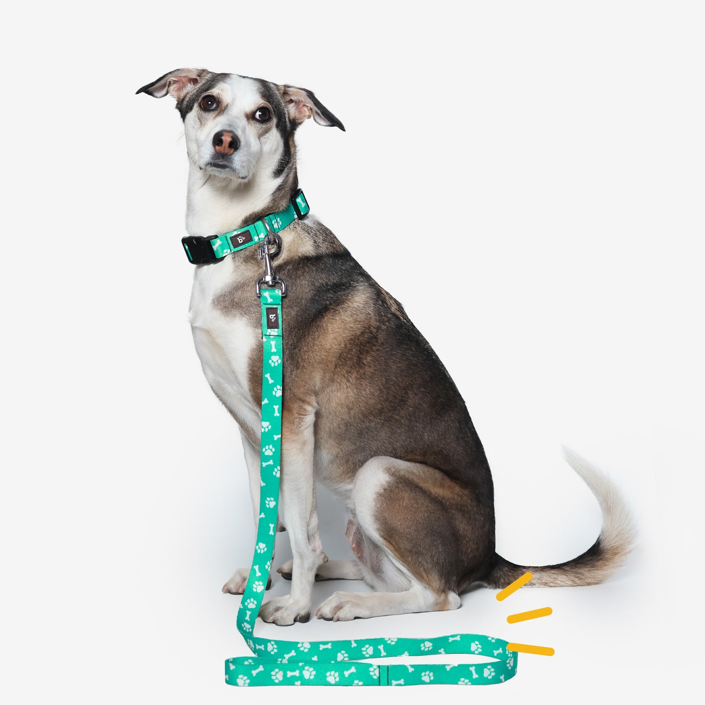 Paws & Bones Flat Dog Leash