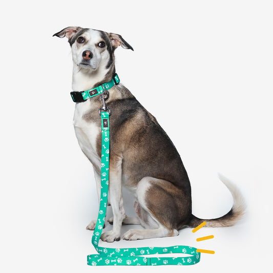 Paws & Bones Flat Dog Leash