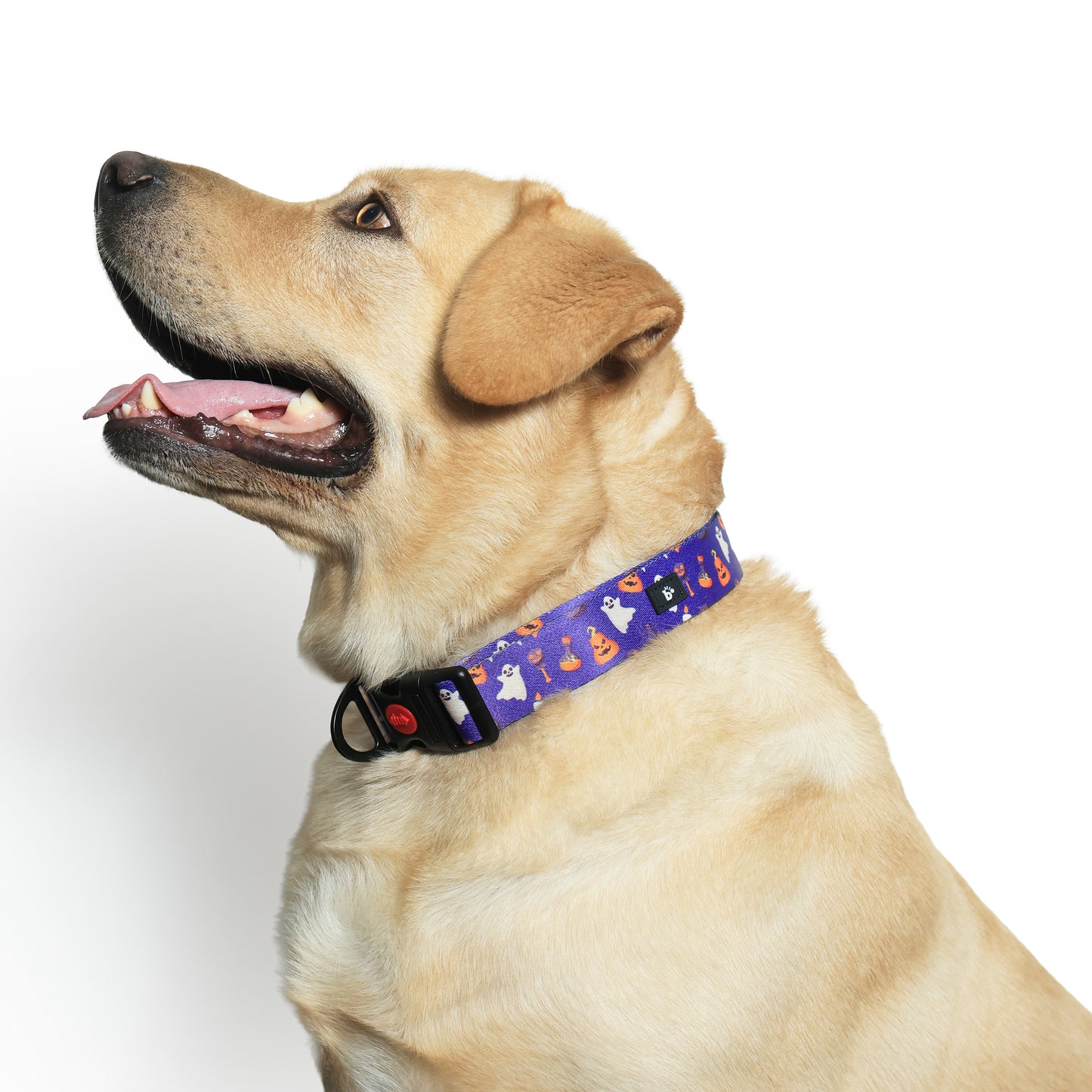 Bark-O-Lantern Halloween Dog Collar
