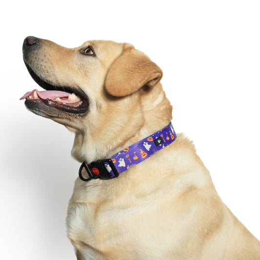 Bark-O-Lantern Halloween Dog Collar