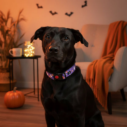 Bark-O-Lantern Halloween Dog Collar