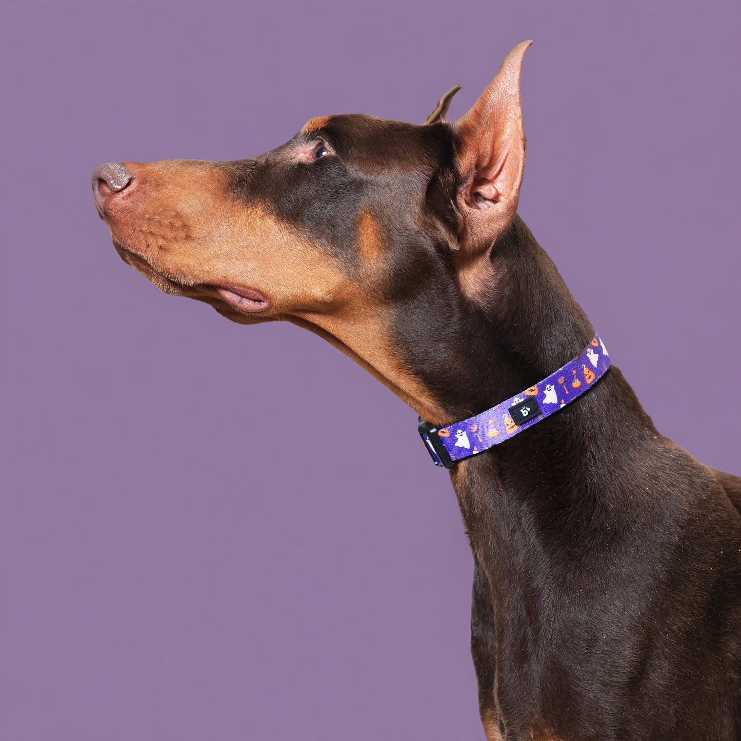 Bark-O-Lantern Halloween Dog Collar