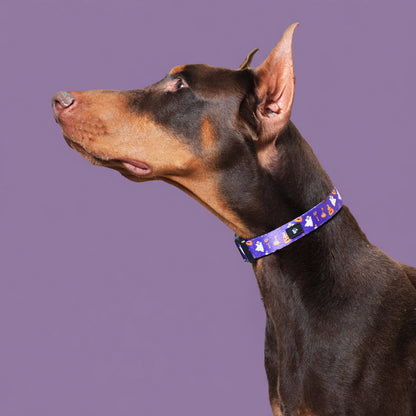 Bark-O-Lantern Halloween Dog Collar