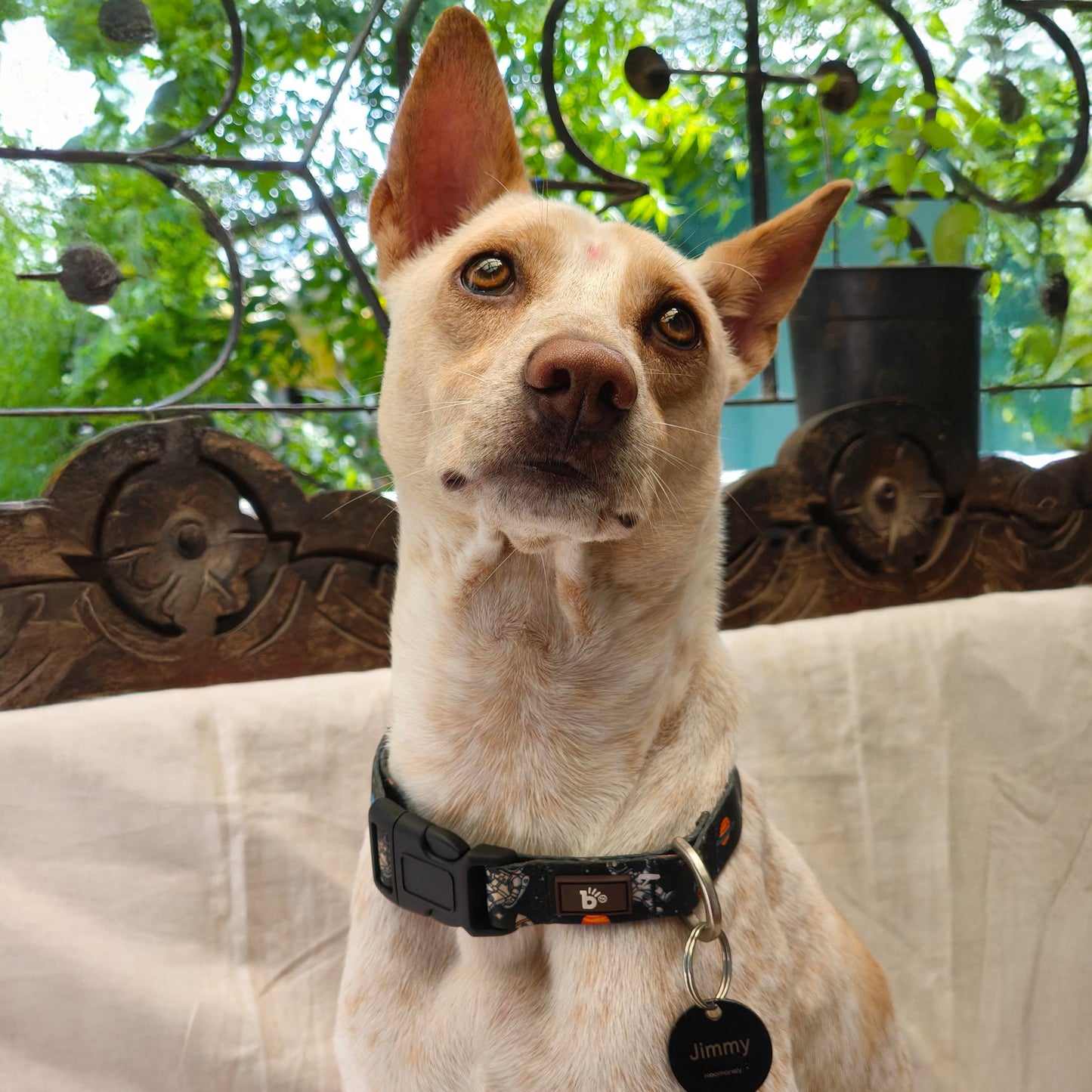 Cosmic Canine Dog Collar