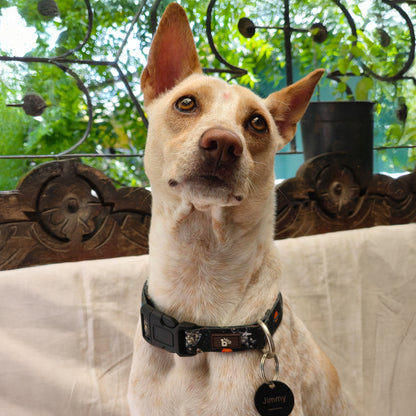 Cosmic Canine Dog Collar