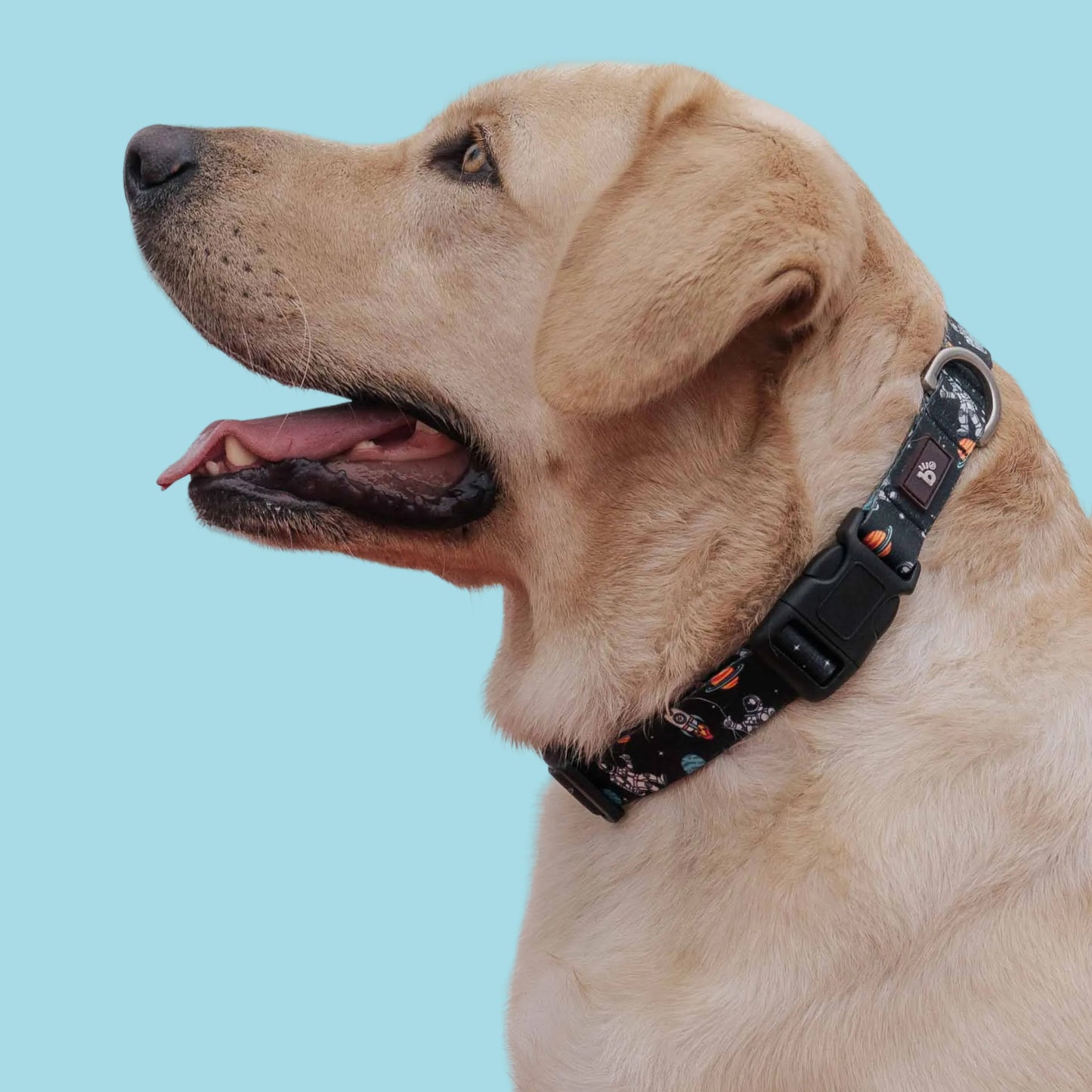 Cosmic Canine Dog Collar