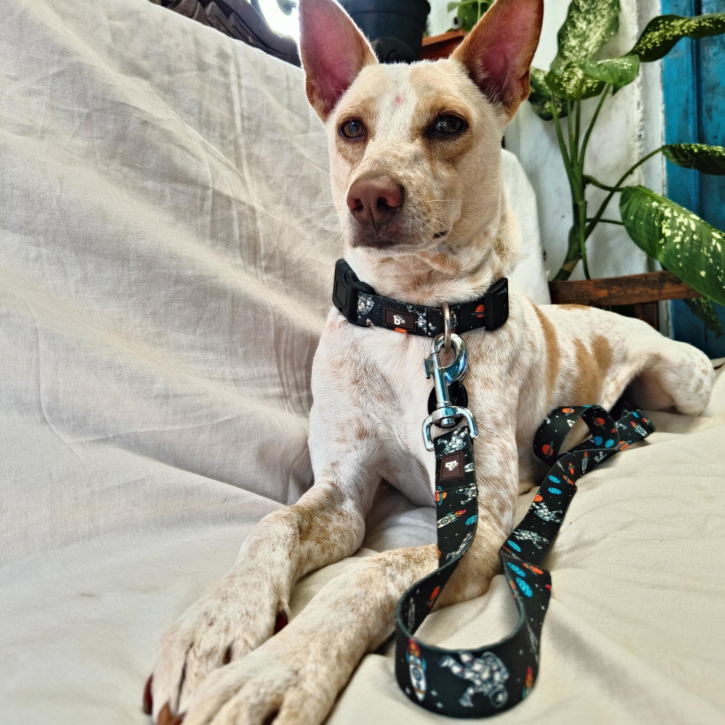 Cosmic Canine Flat Dog Leash