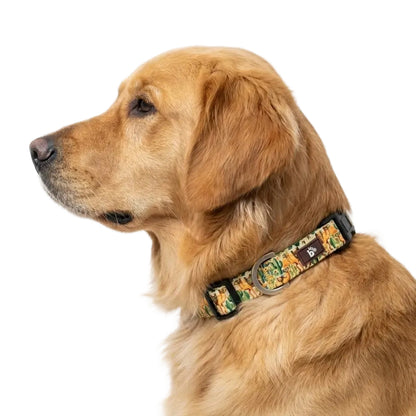 Dune Drifter Dog Collar