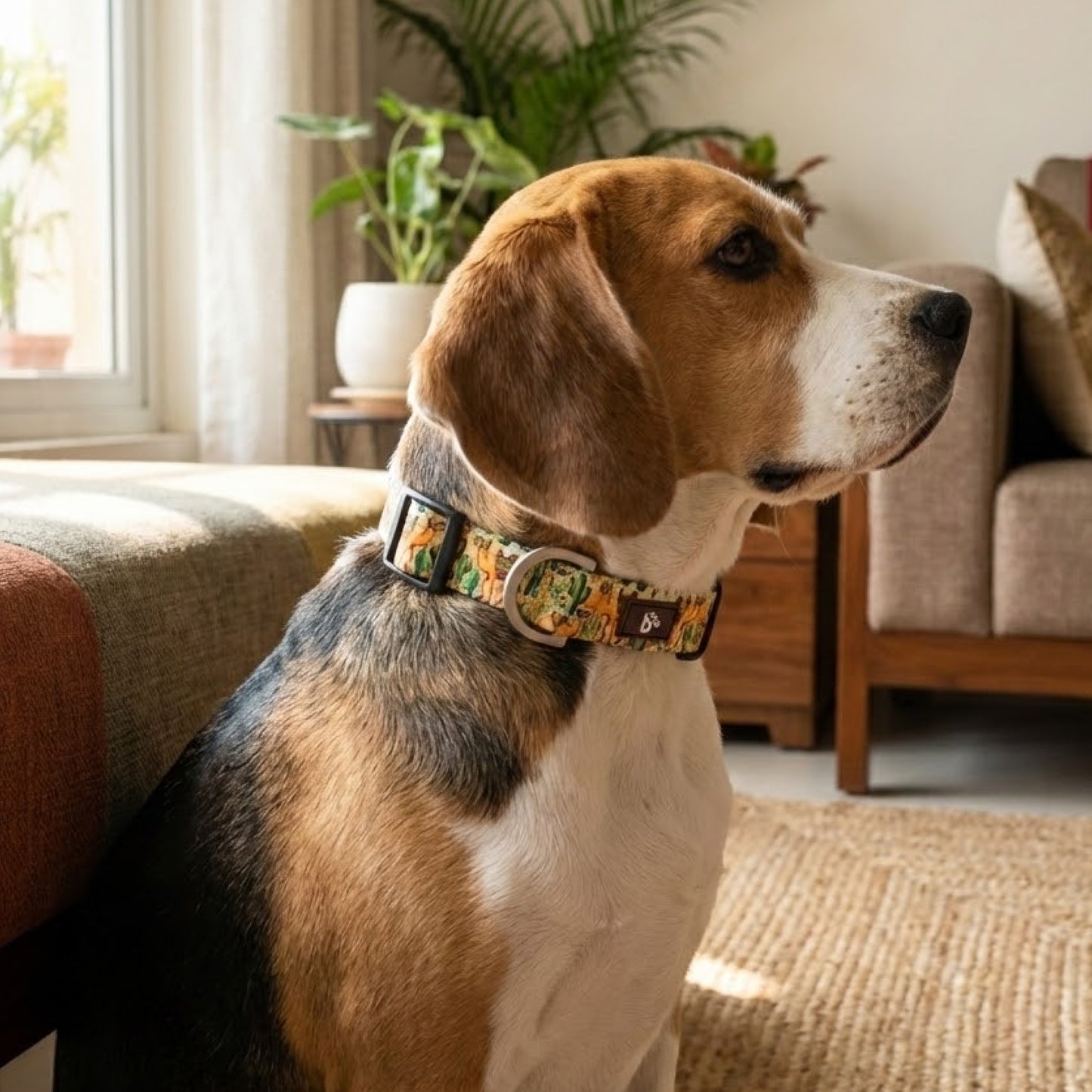 Dune Drifter Dog Collar