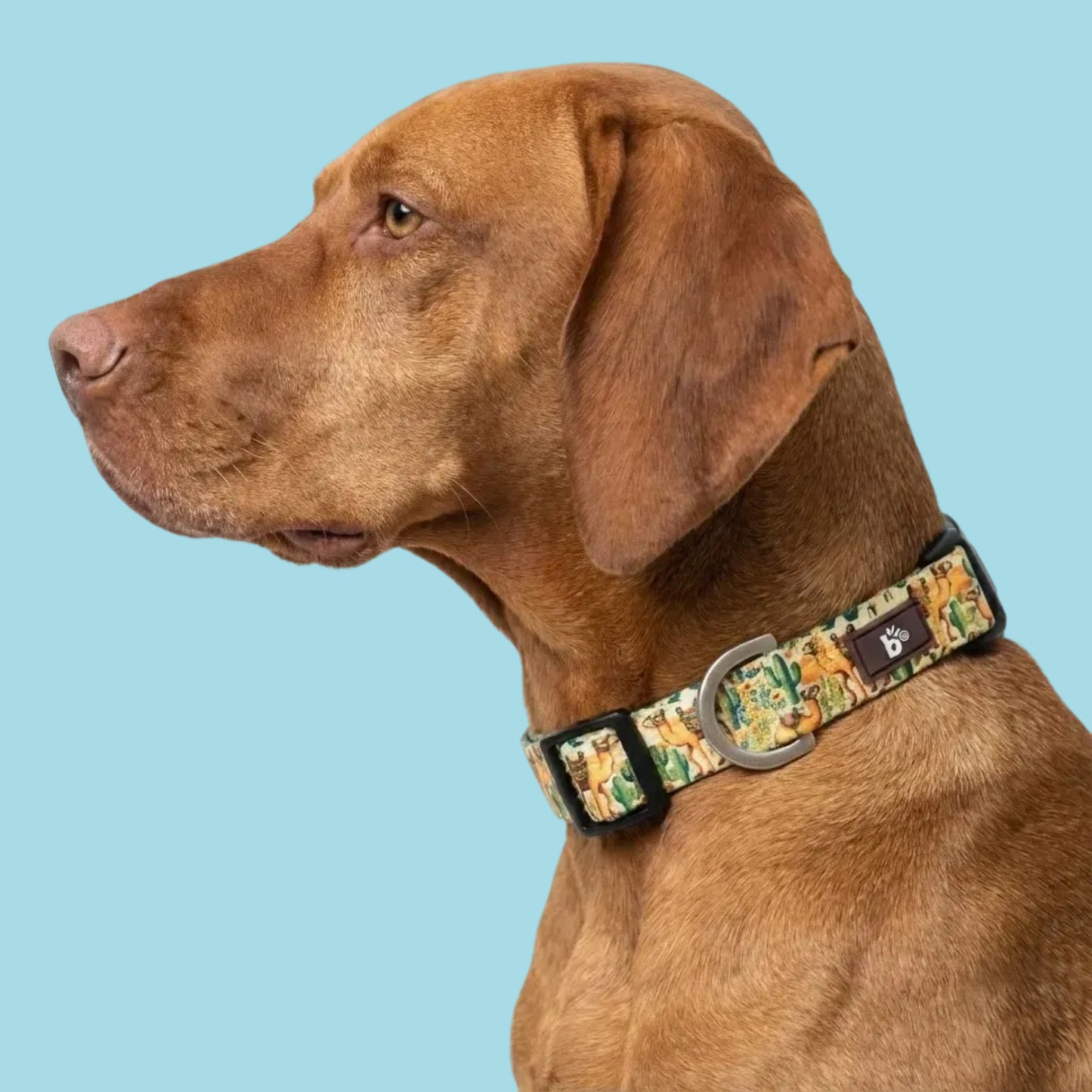 Dune Drifter Dog Collar