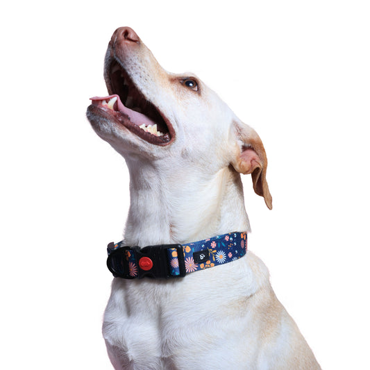 Fern & Fur Dog Collar