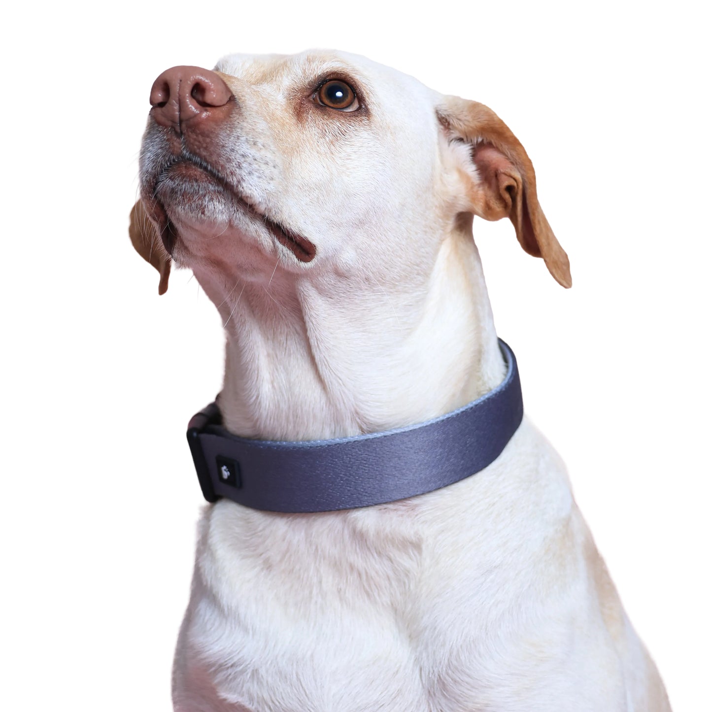 Midnight Hound Dog Collar