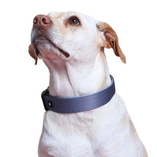 Midnight Hound Dog Collar