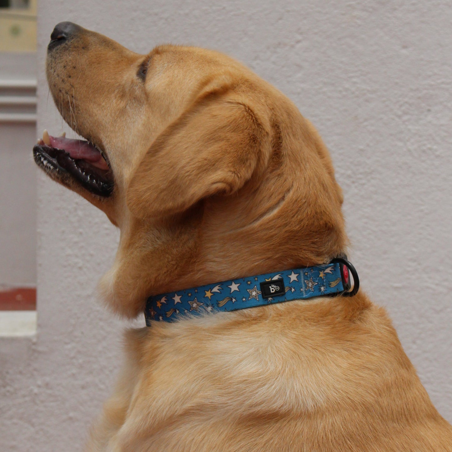 Nebula Nights Adjustable Dog Collar