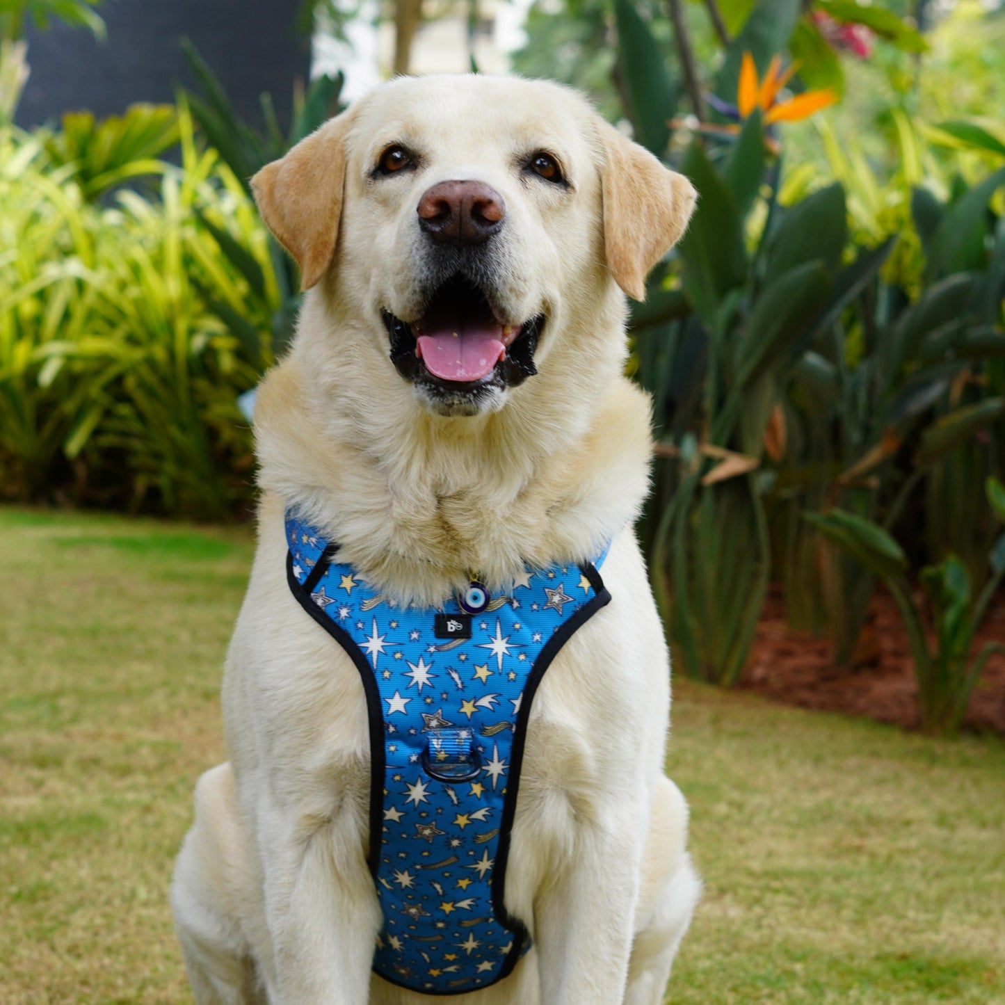 Nebula Nights Reflective Dog Harness