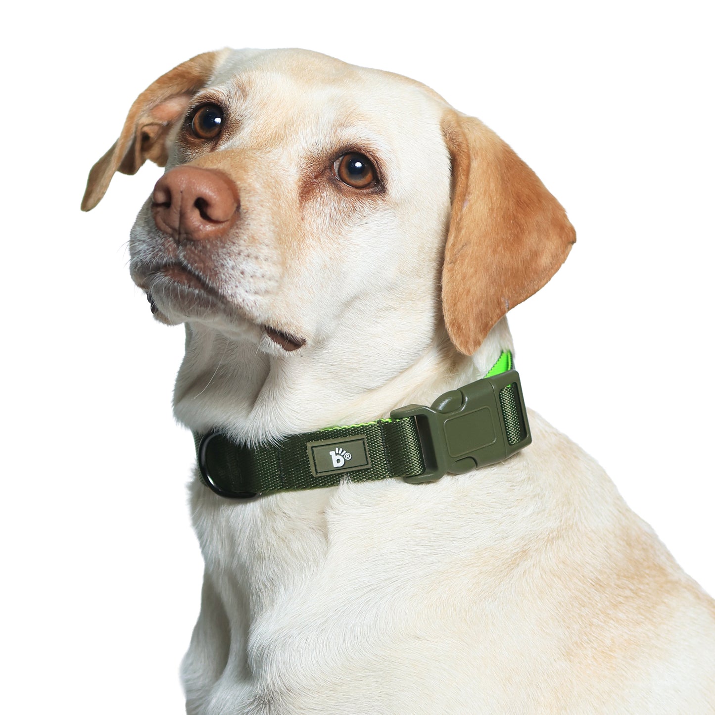 Olive Atlas Dog Collar