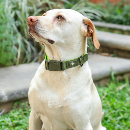 Olive Atlas Dog Collar