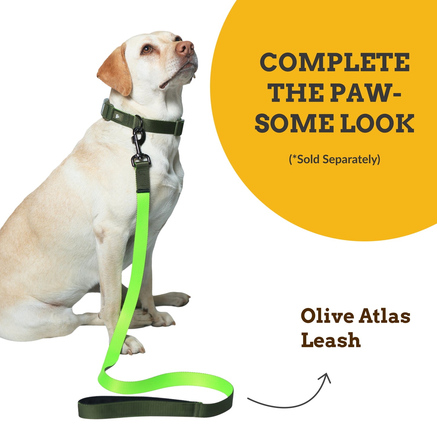 Olive Atlas Dog Collar