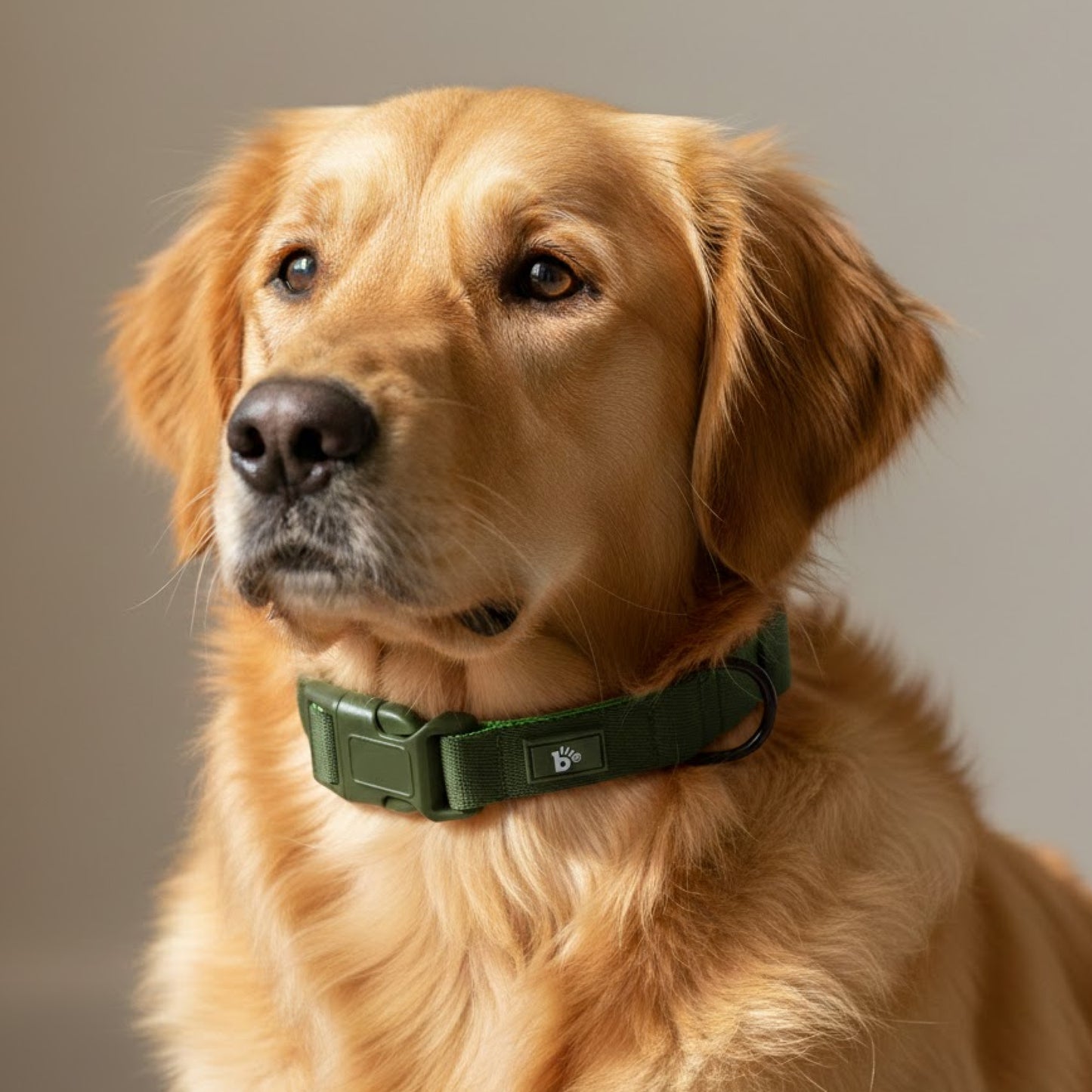 Olive Atlas Dog Collar