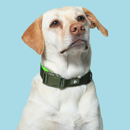 Olive Atlas Dog Collar