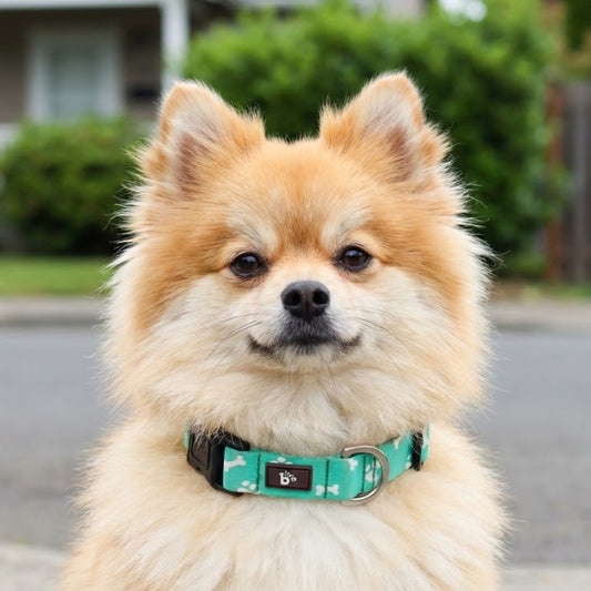 Paws & Bones Dog Collar