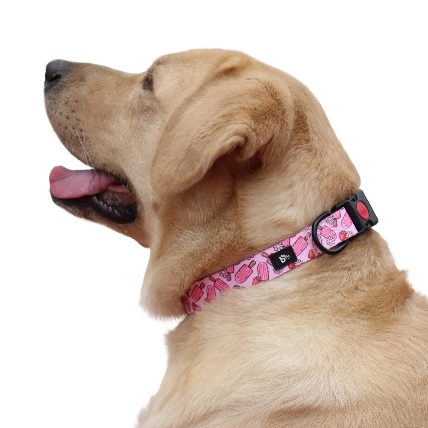 Pupcicle Party Adjustable Dog Collar