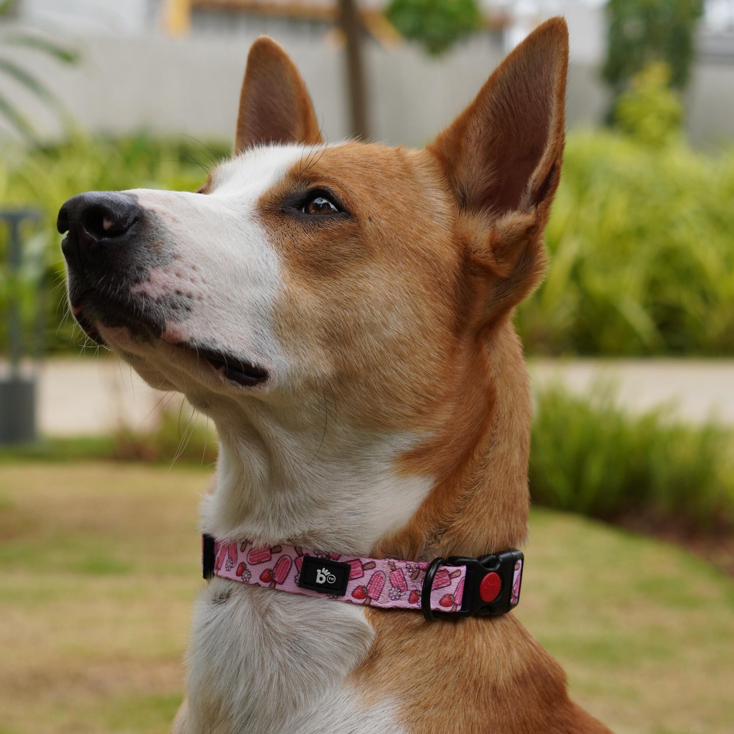 Pupcicle Party Adjustable Dog Collar