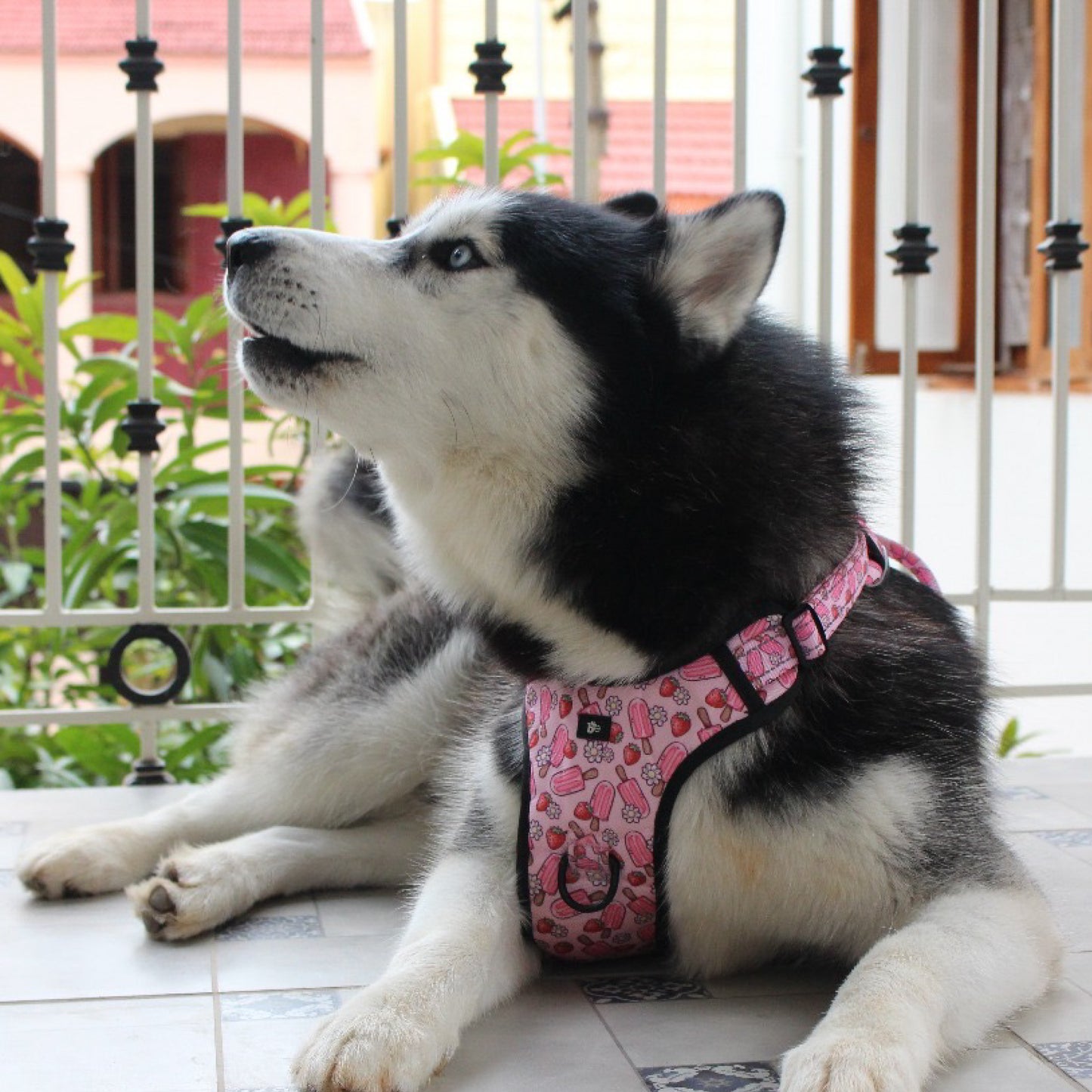 Pupcicle Party Reflective Dog Harness