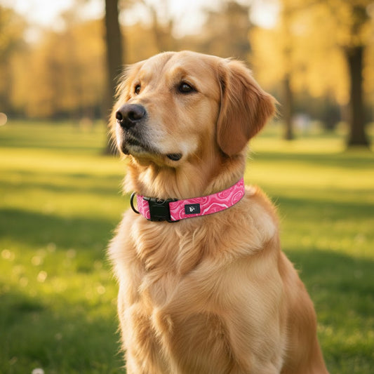 Puppy Blush Dog Collar